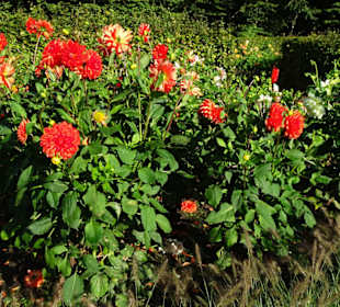 Impressionen aus dem Dahliengarten Hamburg