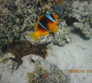 Nemoušková Božena