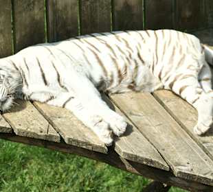 Kameltheater & Weißer Hof