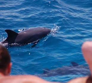 Delfine vor Giftun (2)