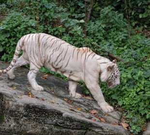 Weißer Tiger