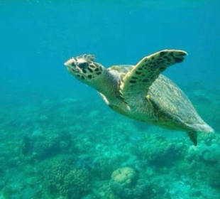 Schnorcheln Senggigi