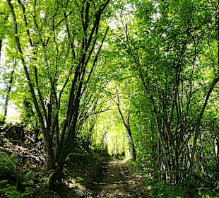 Wandern Kitzelberg St. Kanzian