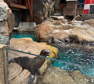 SeaWorld Abu Dhabi