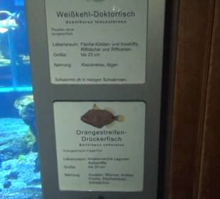 Meeresmuseum Stralsund