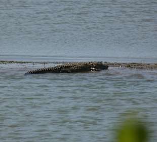 Krokodil Udawallawe Nationalpark