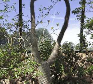 Botanischer Garten der Universität Zürich