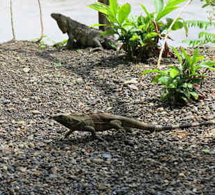 Jose´s Crocodile River Tour