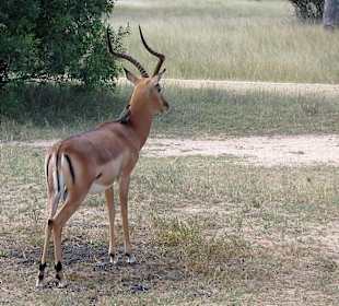 Impala mit Madenhacker
