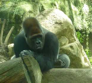 Gorilla