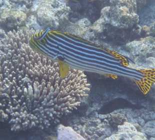 Orientalische Süßlippe