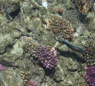 Vom Steg ins kristallklare Wasser fotografiert