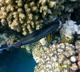 Schnorcheln Marsa Alam