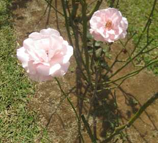 Pamplemousses