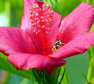 Blumen in der Altstadt