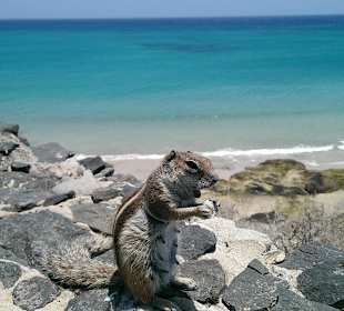 Atlashörnchen am Strand von Sotanvento/Costacalma