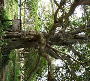 Baum mit Hinweisschild