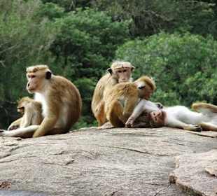 Affenbande in Mihintale