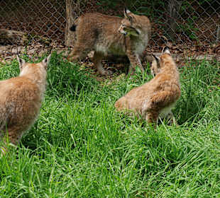 Wildpark Luchs