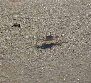 Krabbe beim Spaziergang auf Mahmya entdeckt