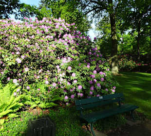 Hauptblüte im Rhododendronpark Bremen