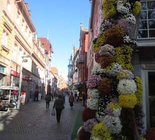 Chrysanthema Lahr