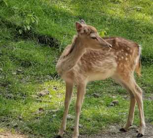 Wandern Bad Mitterndorf