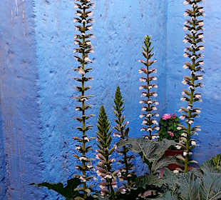 Santa Catalina Kloster