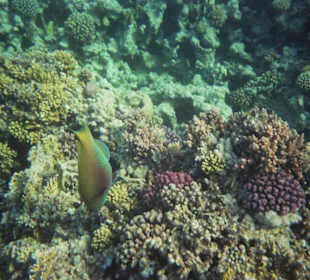 Riff vom Hotel Makadi Palace/Grand Makadi