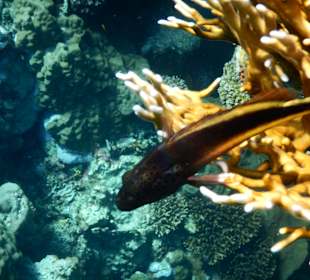 Fische