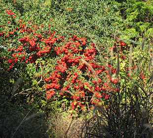 Company Gardens Kapstadt