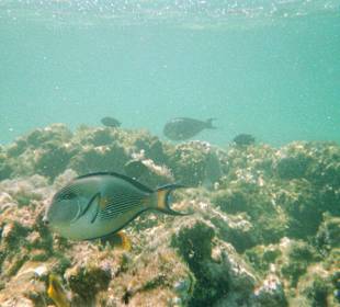 Fische im Nationalpark
