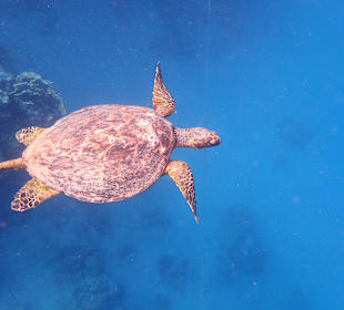 Schnorcheln Marsa Alam