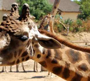 Giraffe