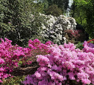 Der Berggarten im Monat Mai - ein Blütentraum