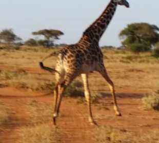 Giraffe Tsavo West 