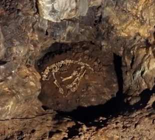 Gerippe eines Höhlenbären - echte Knochen