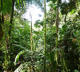 Wanderung durch den Nebelwald/Regenwald