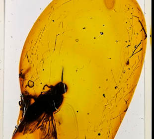 Bernstein mit Insekt