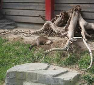Otter im Freigehege