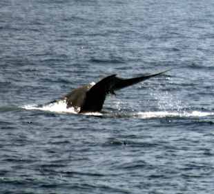 Delfine und Blauwale im Süden!