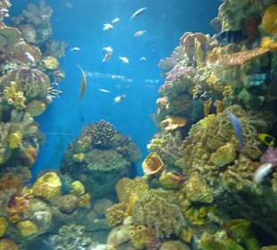 Unterschiedliche Gewächse