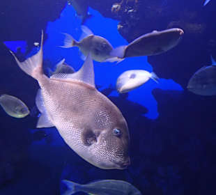  Palma Aquarium