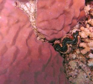 Muschel in der Nachbarbucht Abu Dabab