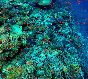 Schnorcheln Makadi Bay