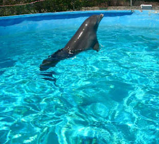 Aquarium (2 km entfernt vom Hotel Los Corales - Carisol)