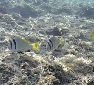 Schnorcheln Marsa Alam