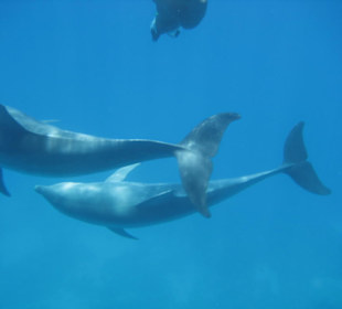 Schwimen mit Delpfinen