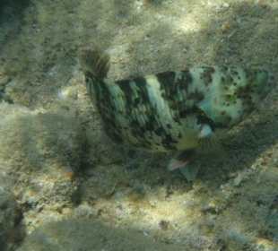 Mein Freund am Strand