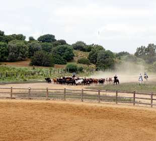 Cowboys